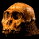 Image for article titled Scientists unveil a newly-discovered, ancient human ancestor